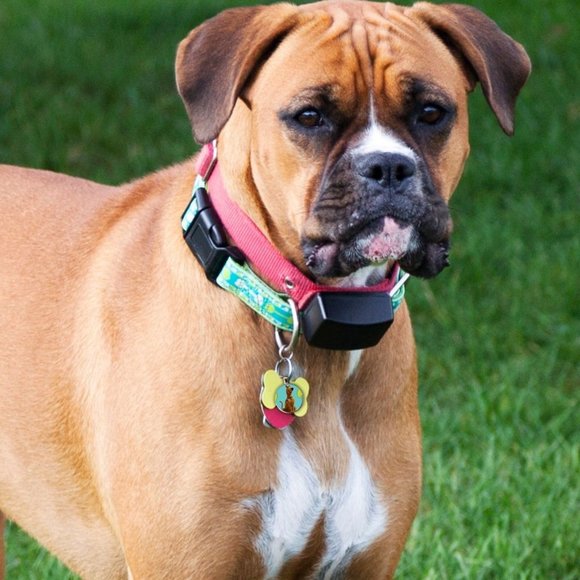 Scooby Doo-Pet Tag "Scooby", Tag accessory for pet collar - Picture 2 of 2